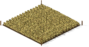 Campo de cultivo, maduro