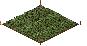 Campo de cultivo, plantado