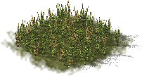 Pasto natural